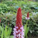 Primula vialii fleur